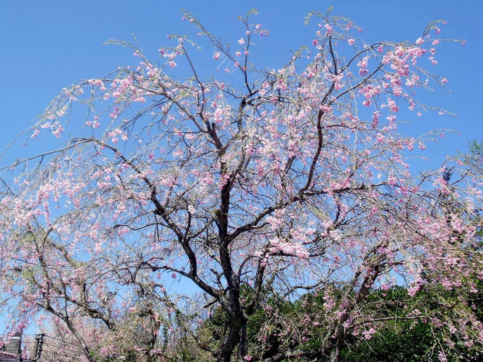 箱根強羅温泉　ホテル佳山水 エクステリア 写真